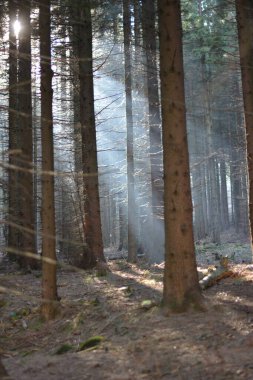 a forest in the mountains
