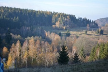 Ormanın arka planında bir dağ olan güzel bir manzara.