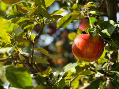 Sonbahar güneşinde meyve bahçesindeki ağaçtan sarkan bir çift Honeycrisp elmasının yakın çekimi.