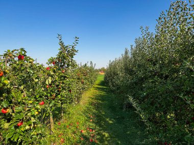 Uzaktaki kırmızı bir ahıra giden bir sıra elma ağacı.