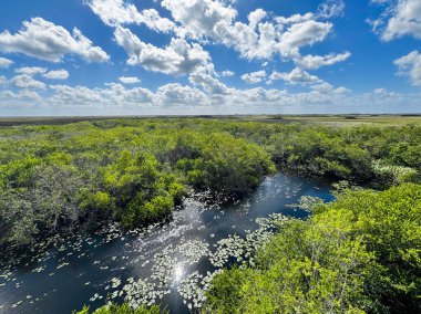 Mavi gökyüzünde kabarık beyaz bulutlar Florida, ABD 'deki Everglades Ulusal Parkı' nda manzaralı bir sulak arazi üzerinde süzülür.