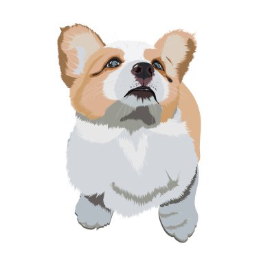 vector illustration of cute corgi puppy on white clipart