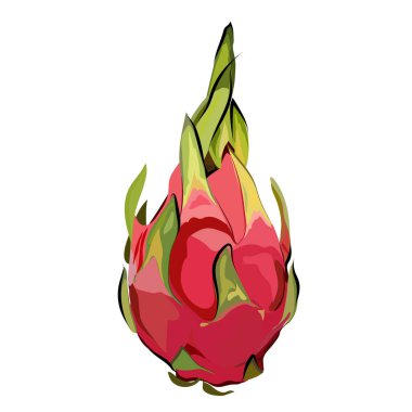 Ejderha meyvesinin gerçekçi vektör çizimi. Beyaz arkaplanda izole edilmiş vektör çizimi, yiyecek