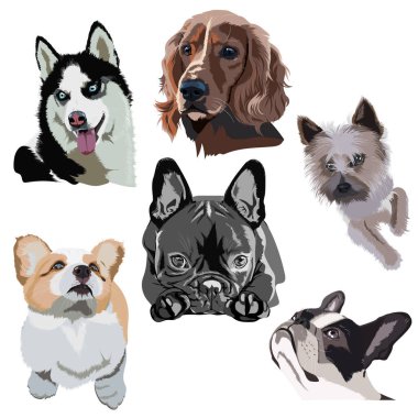 Altı popüler köpek cinsinin yer aldığı yüksek kaliteli bir gerçekçi vektör illüstrasyonu: bir cocker spaniel, bir Fransız bulldog, bir bulldog, bir oyuncak terrier, bir Husky ve bir Corgi. 