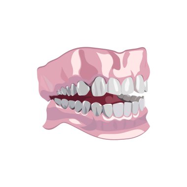 Diş bakımı vektörü illüstrasyonu Çene (Diş Modeli) izole edildi. Diş bakımı markalaşması, hijyen ürünü görselleri ve ağız sağlığı ile ilgili grafikler için ideal.