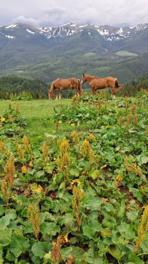 Ormandaki yeşil alan