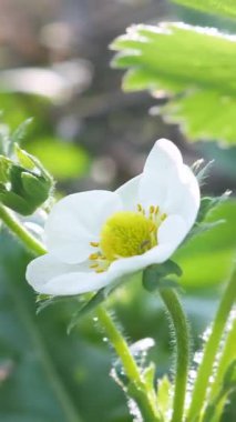 Bahçede ıslak zemin ile çilek açar. Beyaz çiçekli çalılar ve ortada sarı yapraklar. Organik meyve pınarı ve çiçek açan konsept