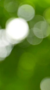 Yeşil Bokeh doğayı soyut, doğal arka plan olarak maviye boyamış. Dikkatini ver. Güneş ışığı ağaçların yaprakları arasında parlıyor.