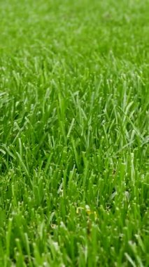 Perspektifte güzel taze yeşil çimenler. Doğal çayır otları, rahatlatıcı ve romantik. Yeşil çevre kavramı. Arka plan için sulu çimleri doğal kes