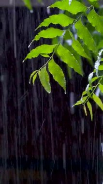 Bahçedeki yeşil ıslak yapraklara su damlaları düşer. Yaz yağmuru soyut bir düzen yaratır, ağır damlalar düşer. Hava durumu, yağmur mevsiminin özünü yakalar. Canlandırıcı ve canlı bir sahne.