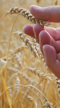 Çiftçi buğday tarlasında elindeki buğday tanelerini inceliyor. Kırsal tarım arazisindeki zaman aktivitelerini toplayın. Yaz mevsimi sağlıklı biyolojik besin konseptini yansıtır. Ekinler hasat için hazır.