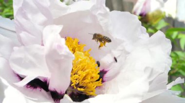 Arı bal yaratmak için çiçeklerden nektar toplar. Uçuşu ekosistemle uyumu temsil ediyor.