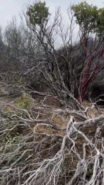 Dağın panoramik manzarası, dağın dibindeki kayalık nehir. Gri gökyüzü loş bir şekilde mavi dağları ve aşırı büyümüş ağaç köklerini aydınlatır. Dağlardaki demiryolu manzarası Sarı sonbahar otları arasında