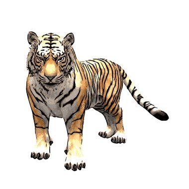 Bengal Kaplan vektör hayvan ilüstrasyonu tasarımı izole edildi 