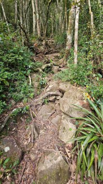 Winding path, full of stones and roots, in the middle of a forest of tall trees, in broad daylight clipart