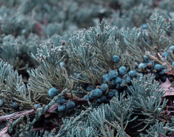 Macro Photo Coniferous Tree Dark Blue Fruits — Stock Photo, Image