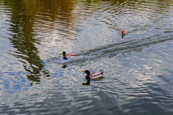 Family Three Ducks Swimming Calmly Park Pond — Stock Photo, Image