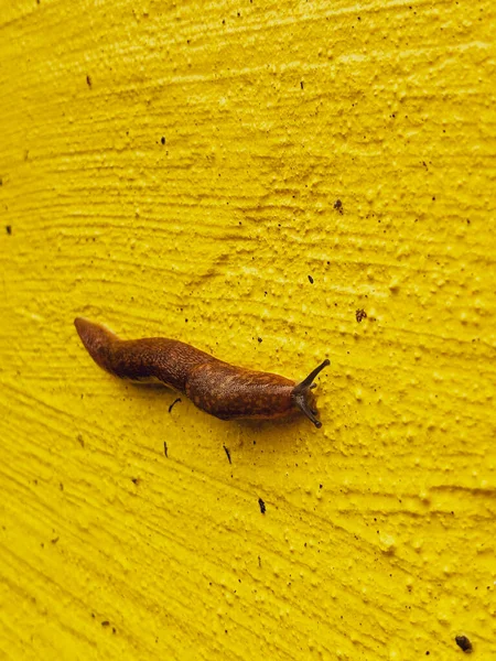 Large Slimy Slug Crawls Yellow Painted Textured Wall — Stock Photo, Image