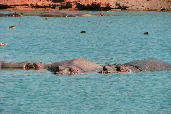 Troupeau Grands Hippopotames Gris Nage Dans Des Eaux Bleues Claires — Photo