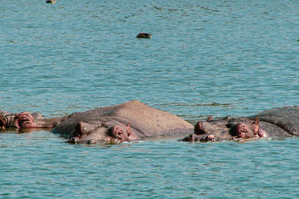 Herd Large Gray Hippos Swim Clear Blue Water Natural Habitat — Stock Photo, Image