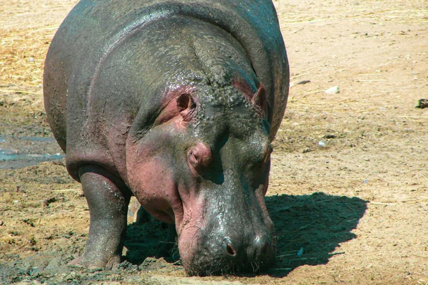 Grande Hipopótamo Cinza Comprimento Total Seu Habitat Foto Retrato Close — Fotografia de Stock