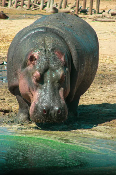 Large Gray Hippopotamus Full Height Its Habitat Close Portrait Photo — Stock Photo, Image