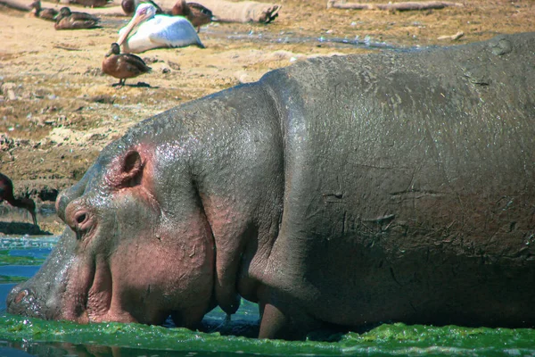 Large Gray Hippopotamus Full Height Its Habitat Immersed Water Drinking — Stock Photo, Image