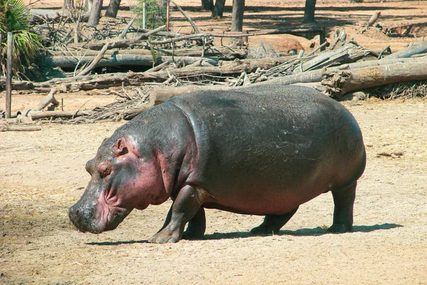 Large Gray Hippopotamus Full Height Its Habitat Safari Desert Sand — Stock Photo, Image