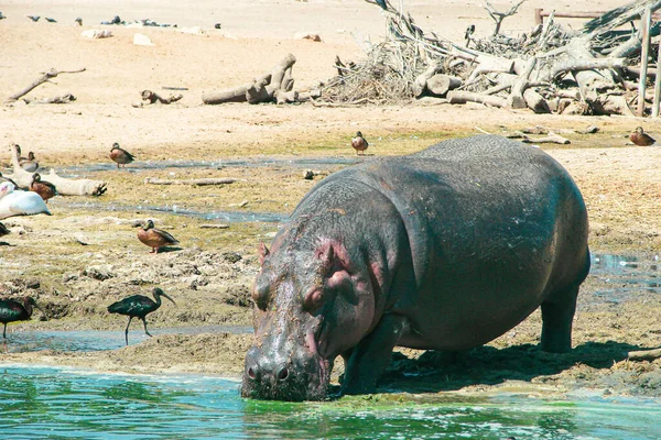 Grand Hippopotame Gris Trouve Dans Son Habitat Eau Potable Près — Photo