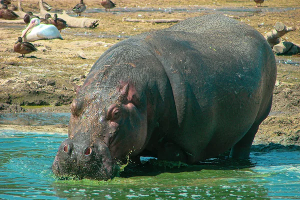Large Adult Hippopotamus Its Natural Environment Drinking Water Reservoir All — Stock Photo, Image