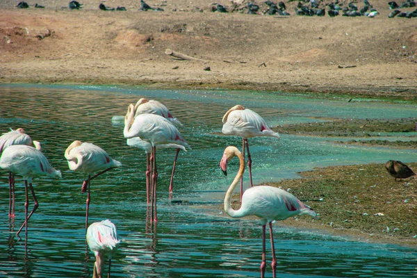 Group Flamingo Birds Territory Reserve Reservoir Natural Habitat Bright Clean — Stock Photo, Image