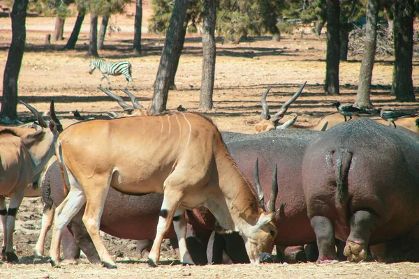 Wild Animals Natural Habitat Sunny Hot Day Gazelles Behemoths Gathered — Stock Photo, Image