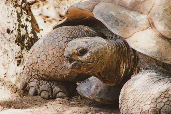 A giant rare land tortoise close-up in a desert environment. A large, old reptile with a strong shell and hard, textured skin against the contrasting warm natural light in its habitat.