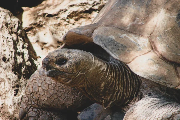 Profile of a giant rare land tortoise in a safari environment. A large, old reptile with a strong shell and hard, textured skin against the contrasting warm natural light in its habitat.