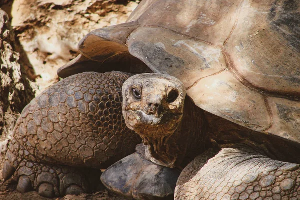 Close-up portrait of a giant rare land tortoise. A large, old reptile with a strong carapace and hard, textured skin in contrasting warm natural light in its habitat.