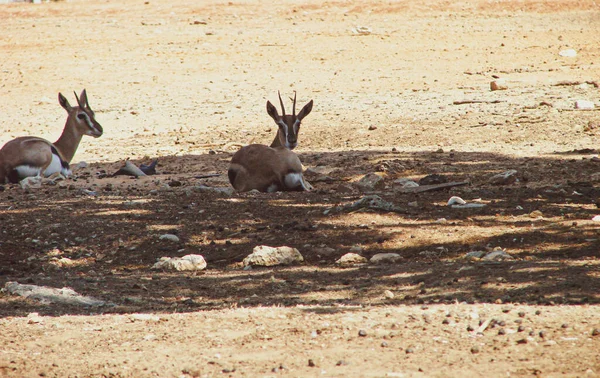 Two Young Gazelles Rest Shade Hot Sun Backdrop Desert Safari — Stock Photo, Image