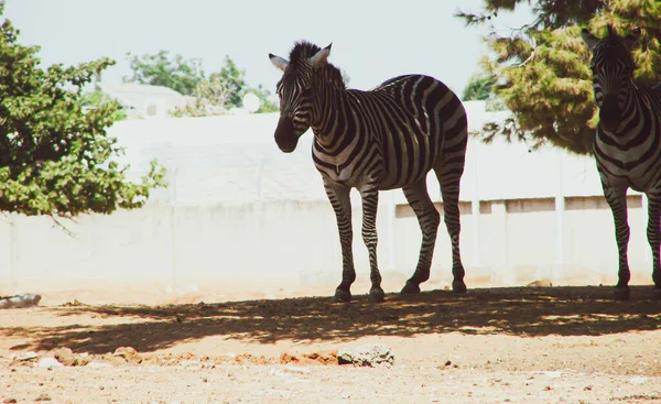 Duas Zebras Seu Habitat Natural Savana Quente Escondem Sombra Sol — Fotografia de Stock