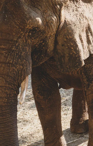Большой Серый Слон Бивнями Текстурированная Толстая Кожа Морщинах Стоит Тени — стоковое фото