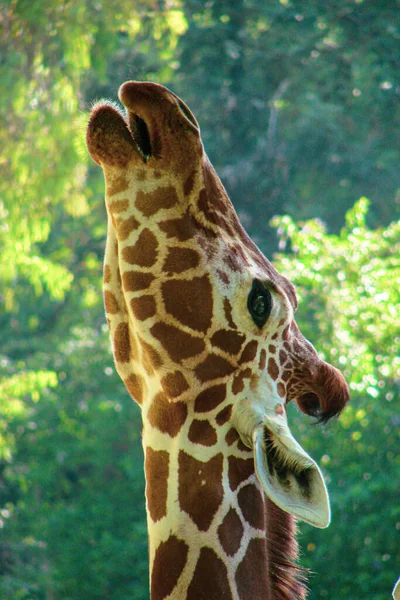 A beautiful giraffe with a long neck of a bright, beautiful color is located in the safari park area. Photographed in close-up as he reaches for green trees to enjoy the taste of fresh greens.