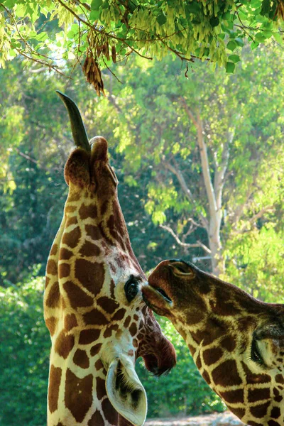 Two beautiful giraffes with long necks of bright and beautiful color are in the safari park area. They reach for green trees to enjoy the taste of fresh greens.