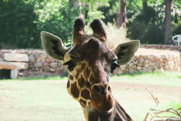 Visage Girafe Est Gros Plan Vous Pouvez Voir Toute Beauté — Photo