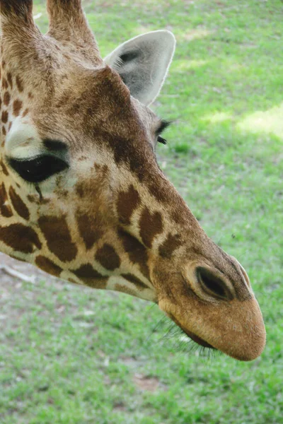 Сафари Парке Находится Красивый Длинношейный Жираф Ярким Цветовым Узором Лицо — стоковое фото