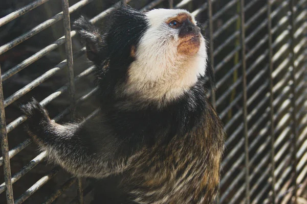Zbliżenie Małej Jasnej Małpy Tamarynowej Spoglądającej Górę Trzymając Się Drążka — Zdjęcie stockowe