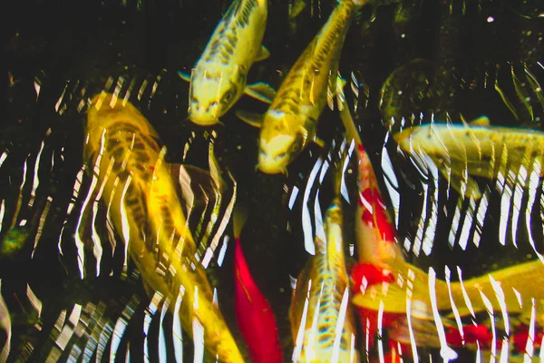 Uma Escola Peixes Koi Adultos Coloridos Nada Uma Lagoa Transparente — Fotografia de Stock