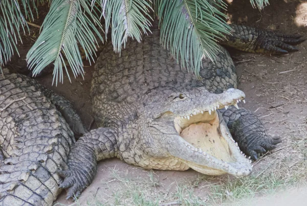Два Крупных Аллигатора Естественной Среде Обитания Один Открыл Рот Ожидая — стоковое фото