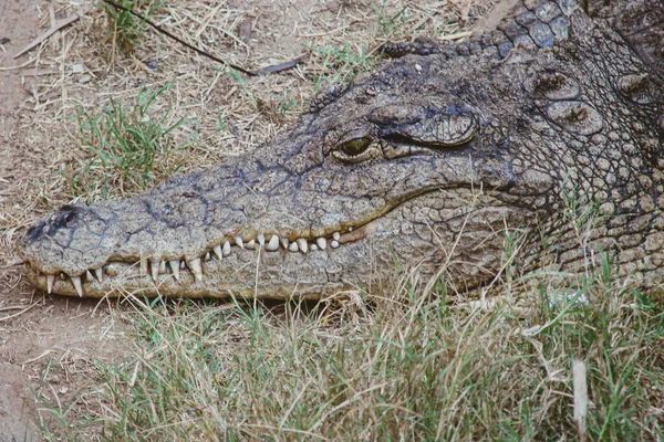 Een Alligator Zijn Natuurlijke Omgeving Wacht Rustig Een Prooi Grote — Stockfoto