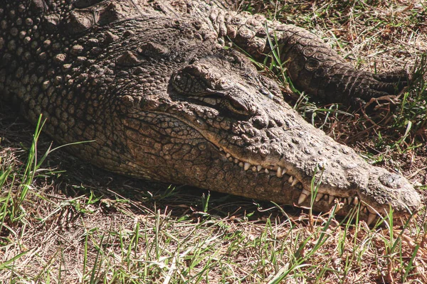 Large Predatory Reptile Alligator Its Natural Environment Lies Calmly Waiting — Stock Photo, Image