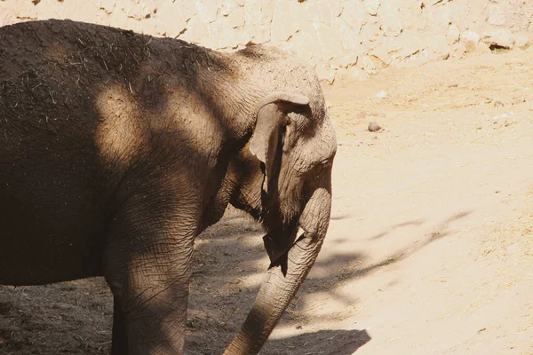 A large gray elephant with textured thick skin stands in the shade, hiding from the burning sun. In its natural habitat on the background of sand. Side view photo with contrasting warm colors