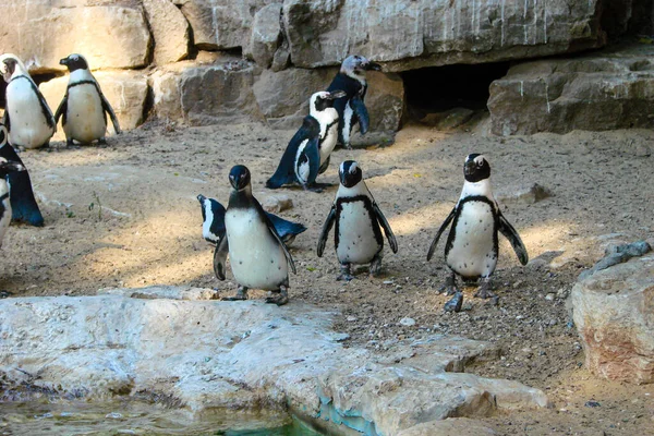 Una Pequeña Bandada Pingüinos Descansa Sombra Cerca Pequeño Estanque Entorno — Foto de Stock