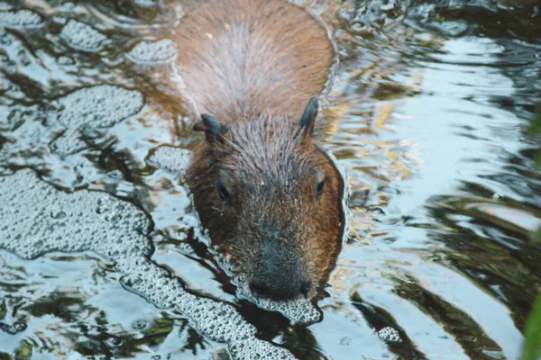 Velký Vodní Savec Kapybara Svém Přirozeném Prostředí Koupání Malém Rybníčku — Stock fotografie